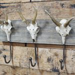 Skulking Around' Trio of Stylish Faux Skull Coat Hooks